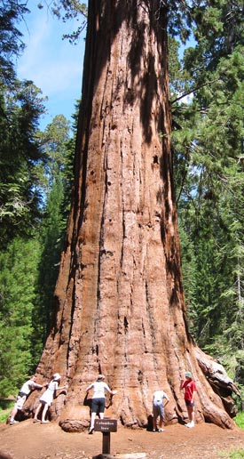 Yosemite giant