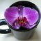 Cup o'orchid